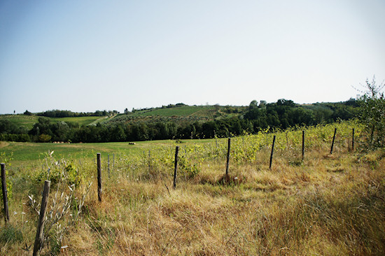 Vineyards near Vinci in Tuscany, Italy