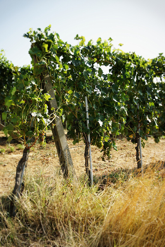 Vineyards near Vinci in Tuscany, Italy