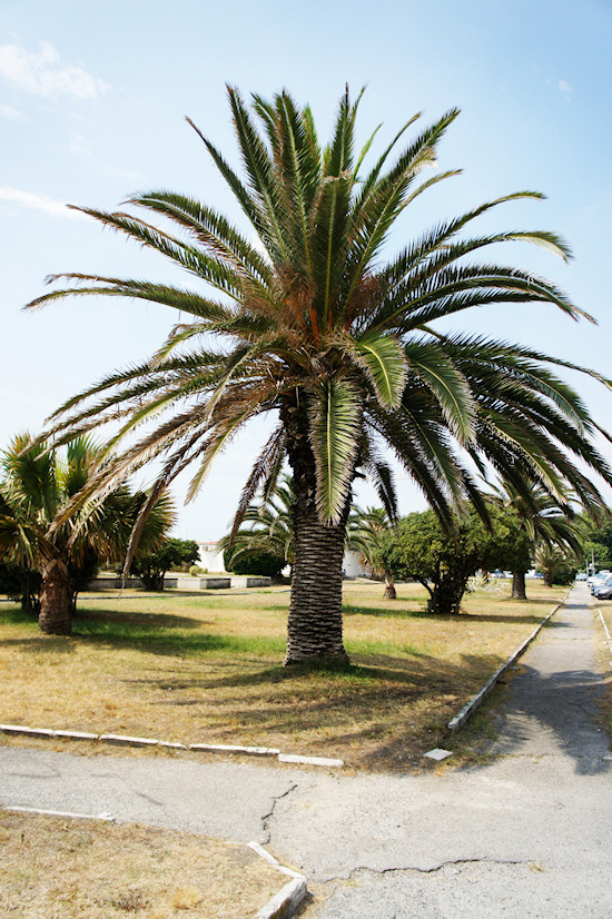 Viareggio Seafront