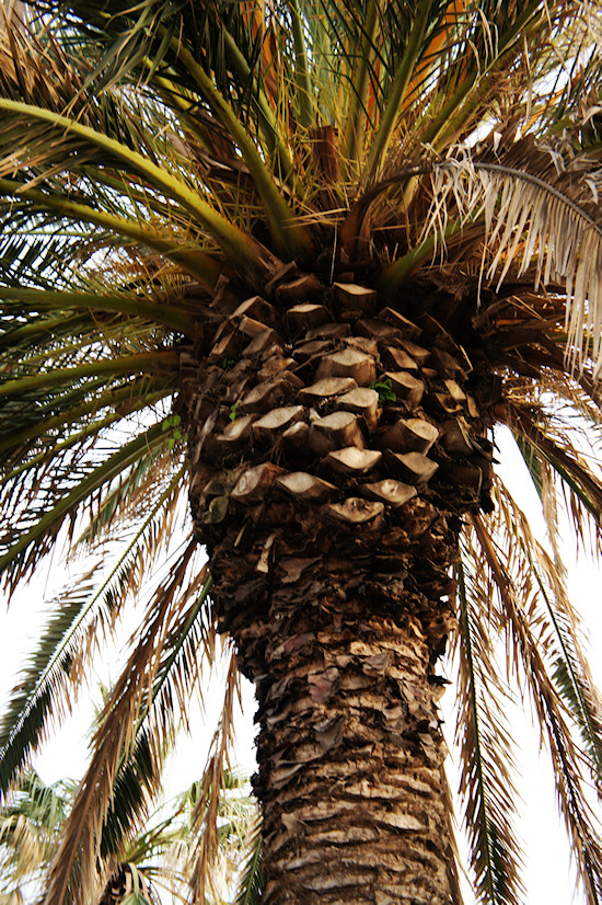 Viareggio Palm Tree