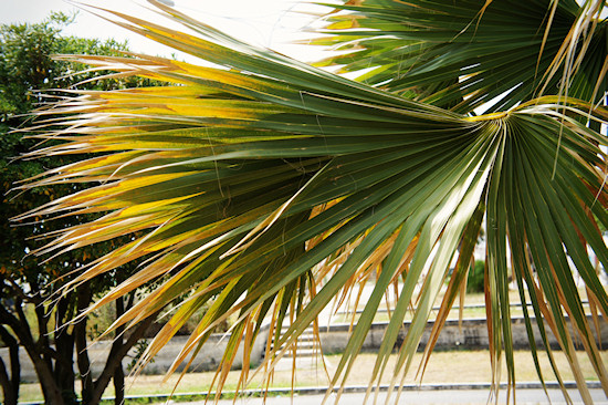 Viareggio Palm Tree