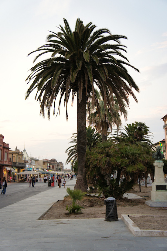 Viareggio Seafront: Viale Regina Margherita