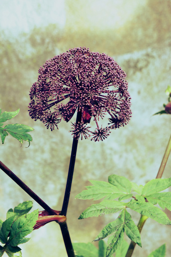 Flower @ Keukenhof