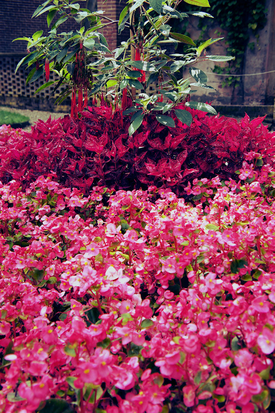 Flowers Keukenhof Castle