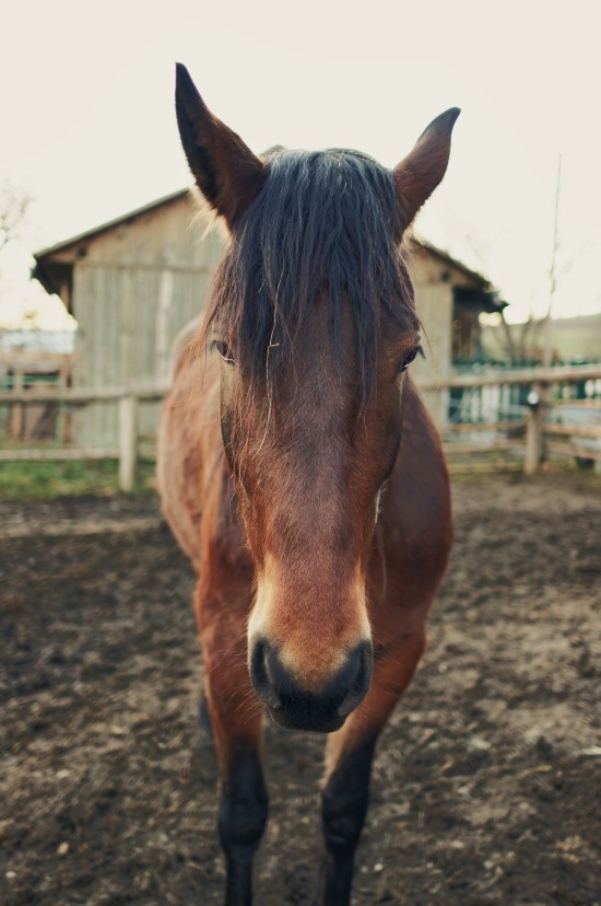 Alexa, Noriker crossbreed horse @ Reitstall Putz-Tempelbauer, Rohrbach an der Lafnitz