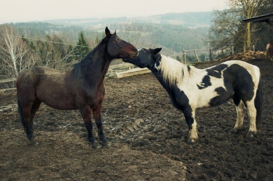 Sammy, paint horse, playing with Django @ Reitstall Putz-Tempelbauer, Rohrbach an der Lafnitz