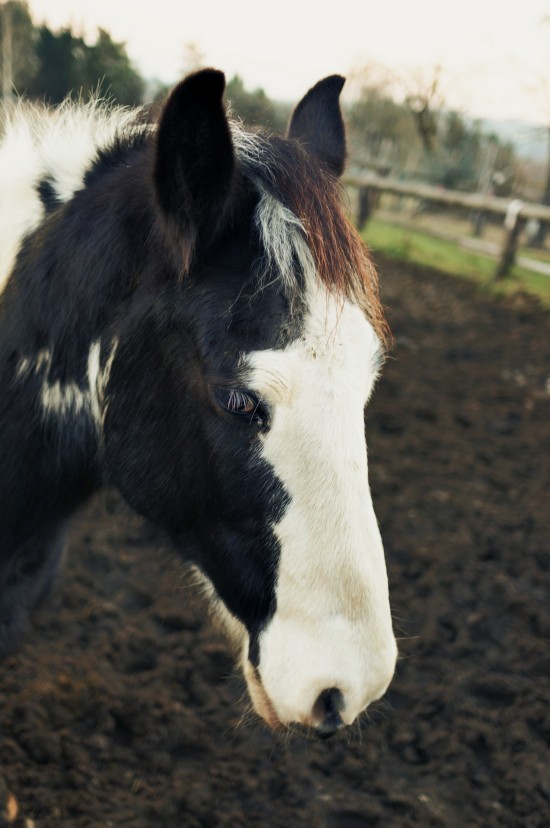 Sammy, Tinker paint horse @ Reitstall Putz-Tempelbauer, Rohrbach an der Lafnitz