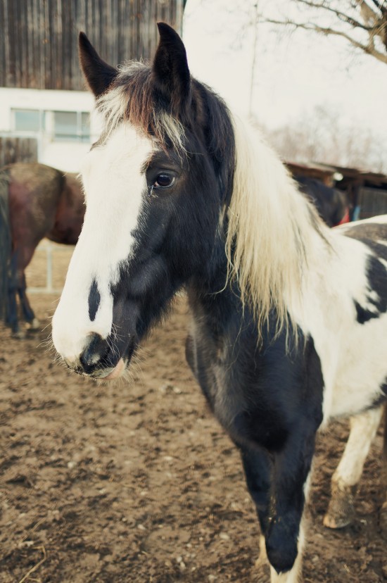 Sammy, Tinker paint horse @ Reitstall Putz-Tempelbauer, Rohrbach an der Lafnitz