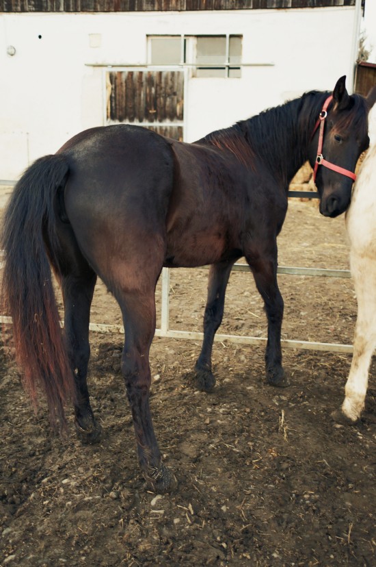 Khaleesi, two-year-old Appaloosa-Frisian horse, cuddling Argo @ Reitstall Putz-Tempelbauer, Rohrbach an der Lafnitz