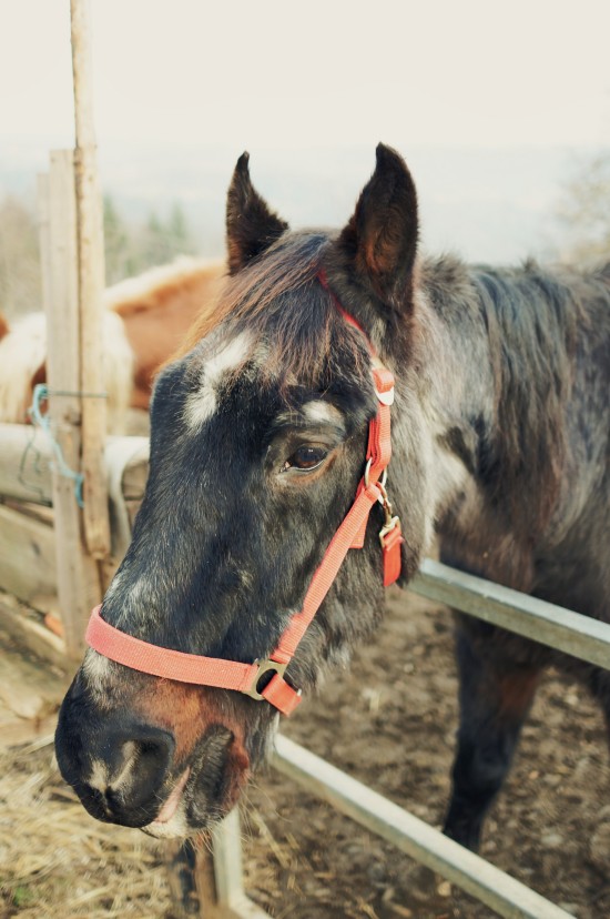 Fury, 30-year-old crossbred horse @ Reitstall Putz-Tempelbauer, Rohrbach an der Lafnitz