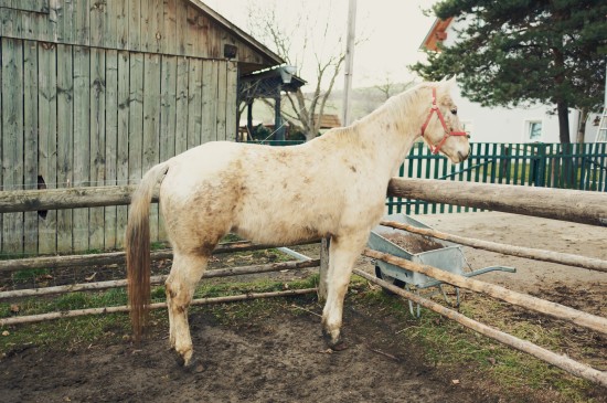 Lady horse Argo, Appaloosa @ Reitstall Putz-Tempelbauer, Rohrbach an der Lafnitz