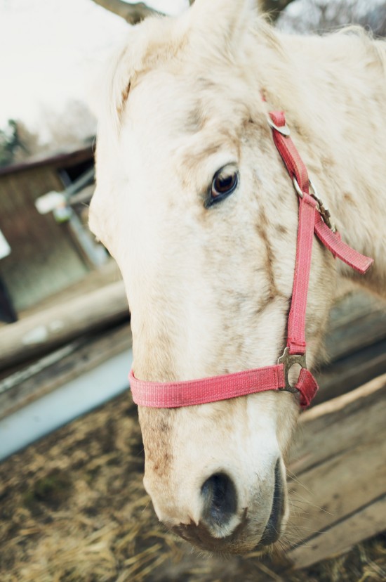 Lady horse Argo, Appaloosa @ Reitstall Putz-Tempelbauer, Rohrbach an der Lafnitz