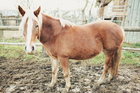 Epona, Arab-Haflinger horse @ Reitstall Putz-Tempelbauer, Rohrbach an der Lafnitz