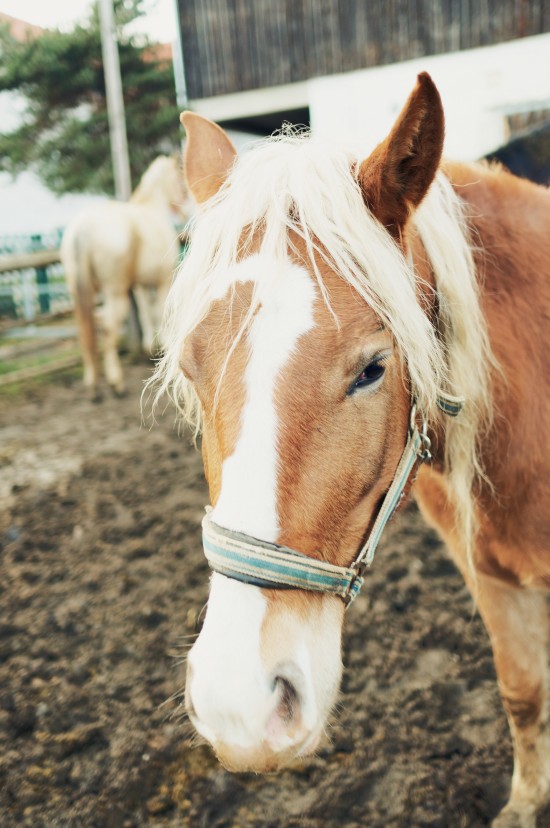 Dalila, Arab-Haflinger horse @ Reitstall Putz-Tempelbauer, Rohrbach an der Lafnitz