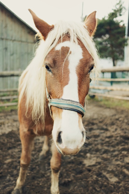 Dalila, Arab-Haflinger horse @ Reitstall Putz-Tempelbauer, Rohrbach an der Lafnitz