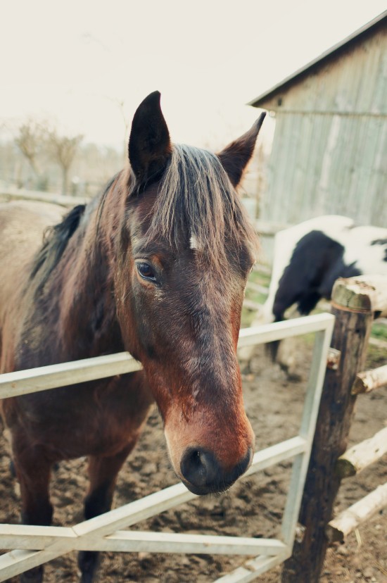 Django, Noriker crossbreed horse @ Reitstall Putz-Tempelbauer, Rohrbach an der Lafnitz