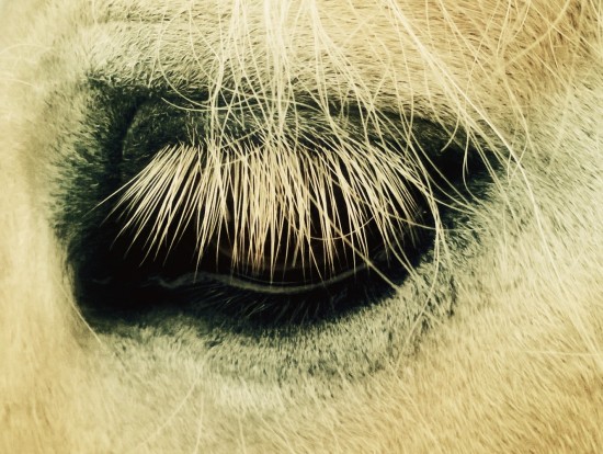 Horse Eyelashes