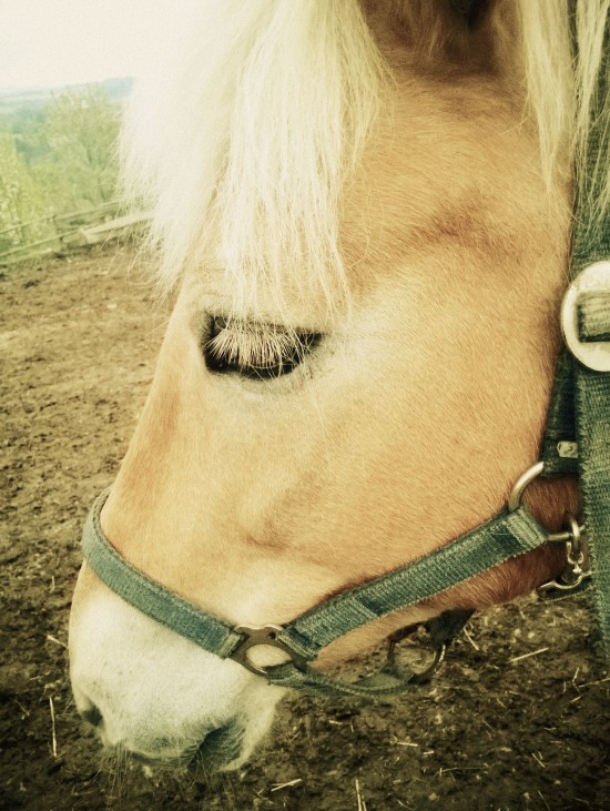 Horse Eyelashes