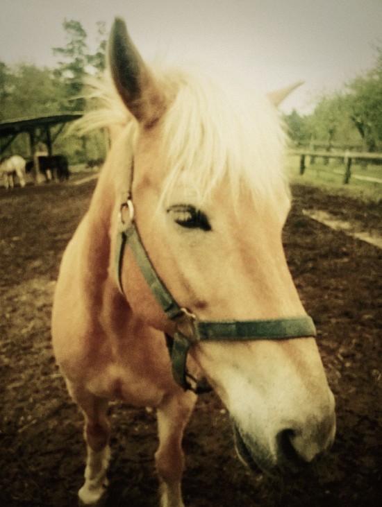 Horse Eyelashes