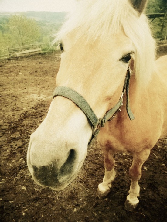 Horse Eyelashes