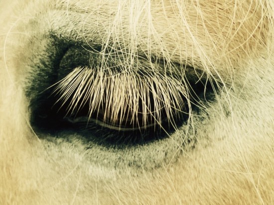 Horse Eyelashes