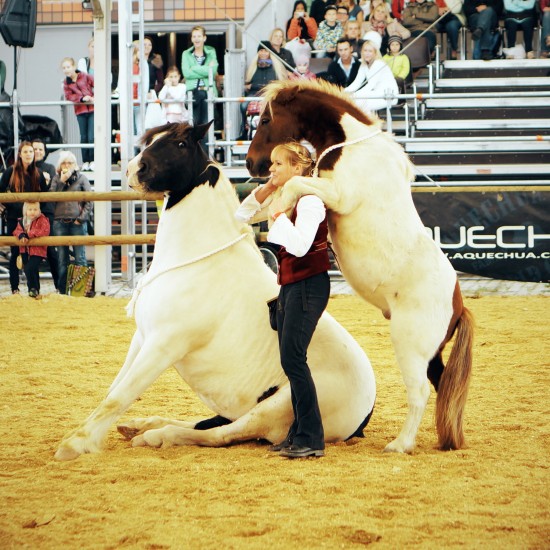 Horse Agility Show with Katharina Schneidhofer and her crazy showhorses @ Apropos Pferd Horse Fair Arena Nova