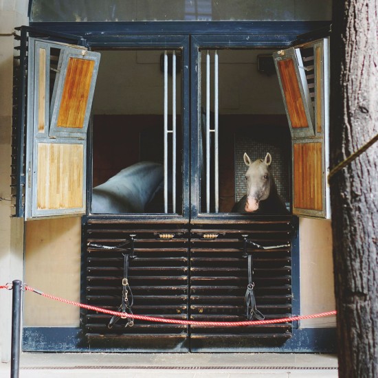 Horses @ Spanish Riding School Vienna