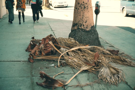 Fallen palm leaves on a sidewalk in Los Angeles, California.